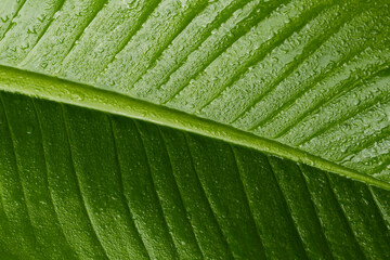 Leaf with water droplets from rain