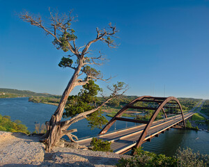 A tall, leafless tree stands on a rocky ledge overlooking  Pennybacker Bridge in Austin, Texas, is a through-arch bridge across Lake Austin. 