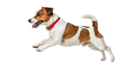 Isolated Jack Russell Terrier dog with red collar in midair, running or jumping cheerfully