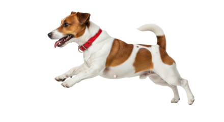 Isolated Jack Russell Terrier dog with red collar in midair, running or jumping cheerfully