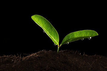 Rain Water Drop to Green Leaf