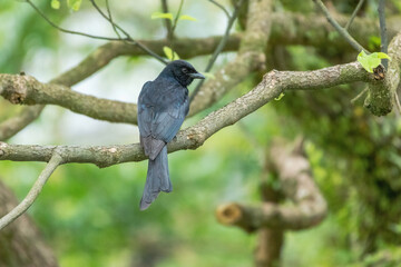 A black drongo perches elegantly on a weathered branch. The birds glossy black plumage contrasts beautifully against the soft green bokeh background.