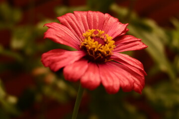 Close-up of a red zinnia flower with yellow center