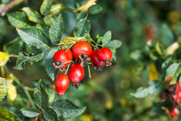 Close-up of ripe red rosehips against a green background