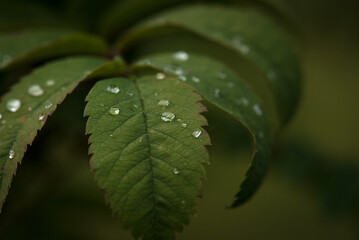RAIN DROPS - Tree leaves wet after rain