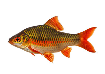 A detailed profile view of a colorful fish, showcasing vibrant orange fins and scales, set against a pure black background.