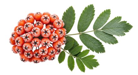Isolated mountain ash berries with green leaves still attached for autumn and winter decor