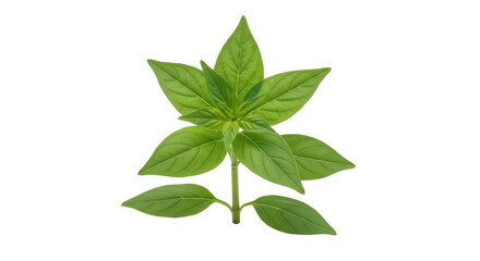 Isolated aromatic basil herb for cooking, freshness and seasoning, a culinary ingredient