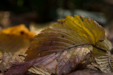 COLORFUL AUTUMN LANDSCAPE - Fallen yellowed leaves lie on the ground