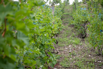 Green vineyard with unripe grapes hanging on vines. Scenic agricultural landscape with sunny weather