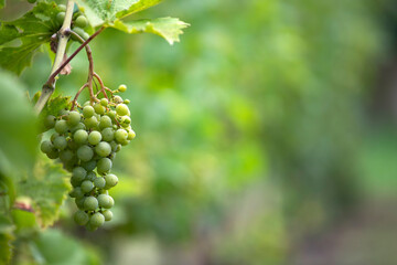 Green, unripe, young wine grapes in vineyard, early summer in vineyard