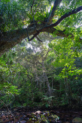 亜熱帯植物 西表島 2025年9月5日撮影