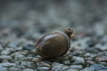 AUTUMN TIME IN NATURE - Dry acorn on the sidewalk