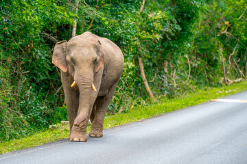 Obraz premium Its body is gray, its snout is called the trunk. The trunk of the Asian elephant has only one beak. Nakhon Ratchasima, Thailand.