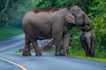 Obraz premium Its body is gray, its snout is called the trunk. The trunk of the Asian elephant has only one beak. Nakhon Ratchasima, Thailand.