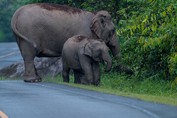 Naklejka premium Its body is gray, its snout is called the trunk. The trunk of the Asian elephant has only one beak. Nakhon Ratchasima, Thailand.