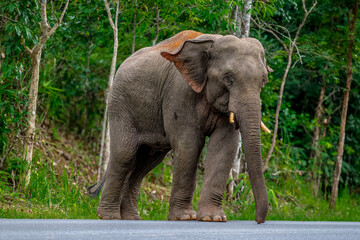 Fototapeta premium Its body is gray, its snout is called the trunk. The trunk of the Asian elephant has only one beak. Nakhon Ratchasima, Thailand.