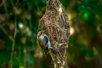 colorful bird Silver-breasted broadbill (Serilophus lunatus) build a nest. 