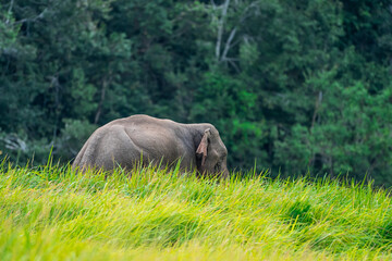 Fototapeta premium Its body is gray, its snout is called the trunk. The trunk of the Asian elephant has only one beak. Nakhon Ratchasima, Thailand.