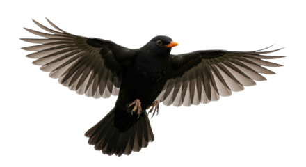 Isolated, a blackbird with outstretched wings, mid-flight, preparing for landing