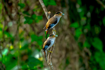 colorful bird Silver-breasted broadbill (Serilophus lunatus) build a nest. 