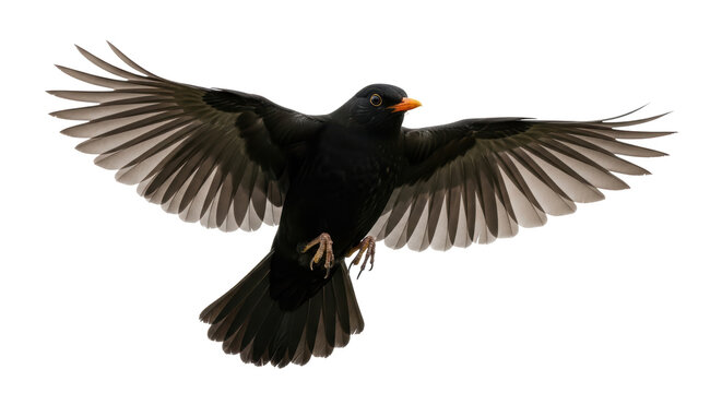 Isolated, a blackbird with outstretched wings, mid-flight, preparing for landing - Powered by Adobe