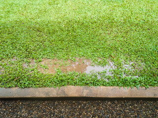 Grass died because yard drainage problems and waterlogged lawns.