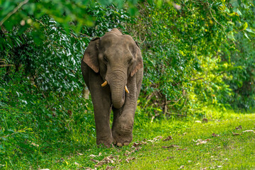 Fototapeta premium Its body is gray, its snout is called the trunk. The trunk of the Asian elephant has only one beak. Nakhon Ratchasima, Thailand.
