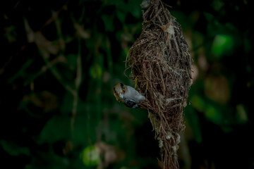 colorful bird Silver-breasted broadbill (Serilophus lunatus) build a nest. 