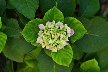 A small green flower with pink petals