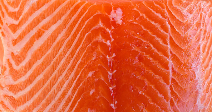 Closeup of fresh salmon highlighting the texture of the meat