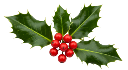 Sprig of holly with red berries isolated on transparent background