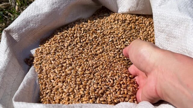 Human hand holding organic wheat grains from burlap sack showcasing natural cereal harvest in agricultural setting.Fresh wheat kernels being poured from hand over burlap bag showing quality grain crop