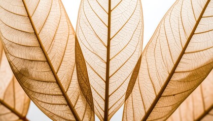 A close-up view of delicate, translucent leaves, showcasing intricate vein patterns in soft, muted beige tones.