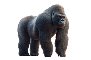 Majestic western lowland gorilla standing against white background, cut out