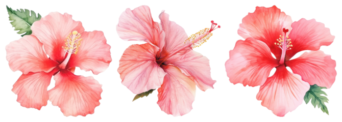 Vibrant watercolor hibiscus flowers