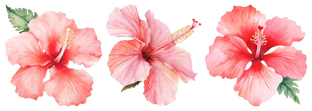 Vibrant watercolor hibiscus flowers
