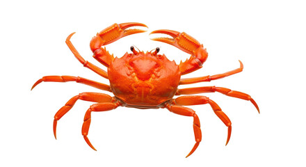 Isolated bright orange crab with claws raised, ready to eat in a seafood restaurant