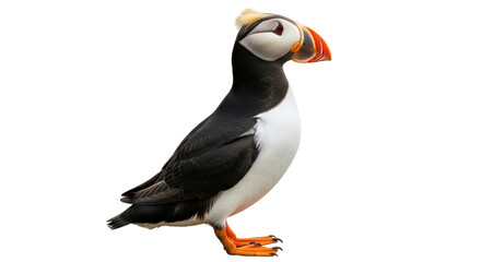 Isolated Atlantic puffin portrait close-up showing plumage colors against neutral backdrop
