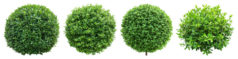 Naklejka premium Lush green spherical topiary plants
