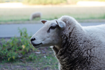Fototapeta premium Close-up profile of a white sheep with thick wool, gazing left in a serene pastoral field with another sheep in the blurred background