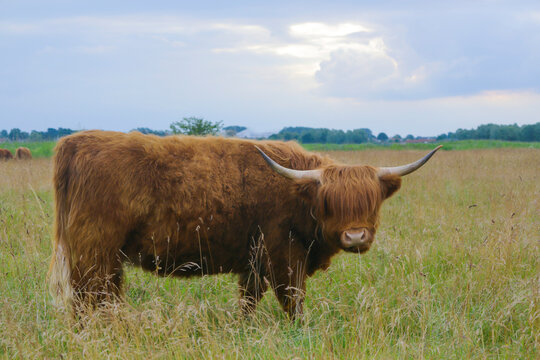 A shaggy Highland cow with long horns and thick brown fur stands in a grassy field.