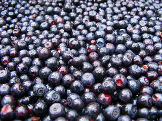 A bountiful display of fresh, ripe blueberries, showcasing their rich colors and natural textures.