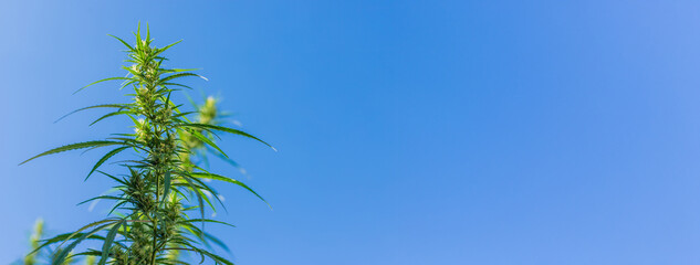 Cannabis growing in the garden in summer. Selective focus.