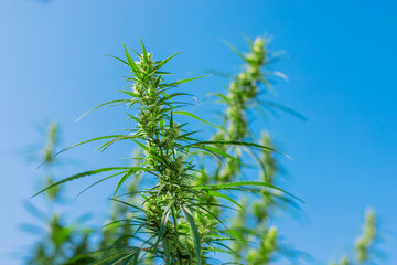 Cannabis growing in the garden in summer. Selective focus.