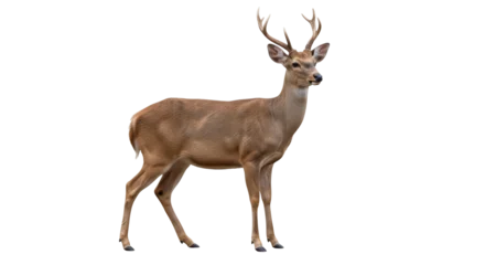 Fototapete Rund Hirsch Isolated deer with antlers looking left standing gracefully in a natural pose  © Sergiu