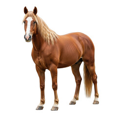 Fototapeta premium Majestic chestnut horse standing proudly isolated image full body studio shot