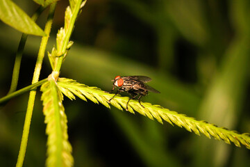Close-up of a Fly with Red Eyes on a Leafy Green Stem