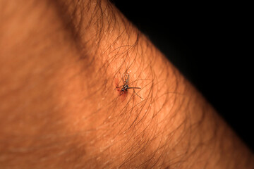 Close-Up View of a Mosquito Feeding on Human Skin at Night