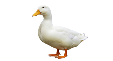 Isolated American Pekin duck with an orange beak and feet, a poultry animal posing outdoors
